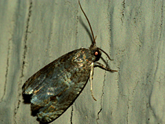 Tortricid moth